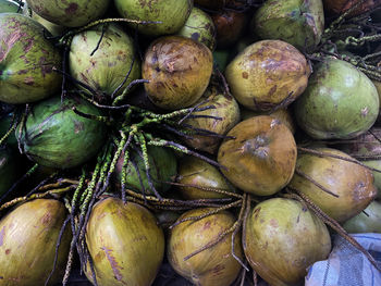 Green young coconuts with stems