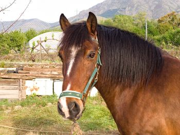 Close-up of horse on field against sky