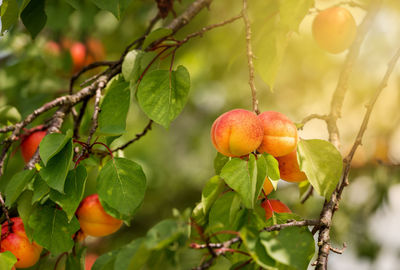 Close-up of berries on tree