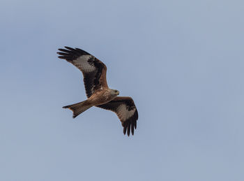 Low angle view of eagle flying in sky