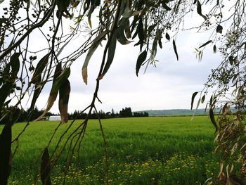 Scenic view of agricultural field against sky