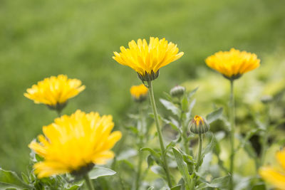 Close-up of yellow flowering plant