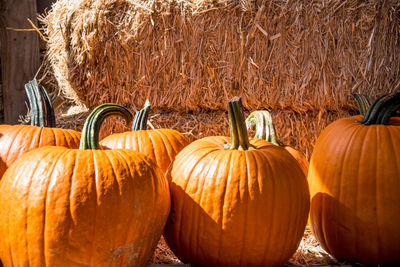 Close-up of pumpkins in farm