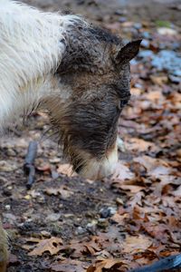 Close-up of horse on field