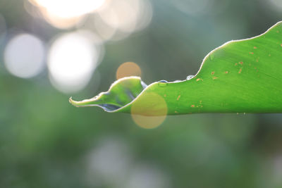 Close-up of raindrops on leaf