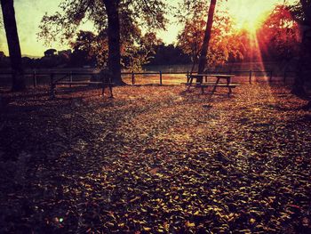 Sun shining through trees