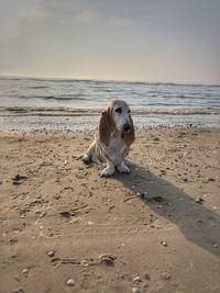 Basset hound at beach evening