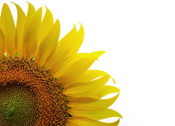 Close-up of sunflower against white background