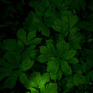 Full frame shot of green leaves