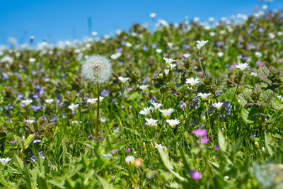 Close-up of white flowering plants on field