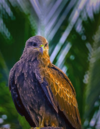 Close-up of eagle