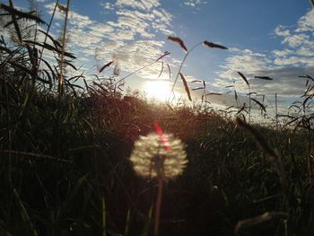 Sun shining through plants