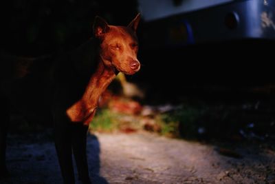 Dog standing on field