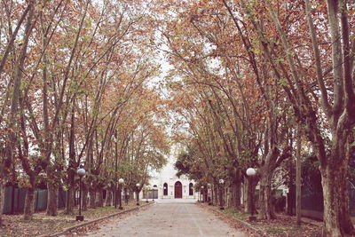 Narrow pathway along trees