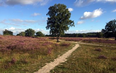 Road amidst trees on field against sky