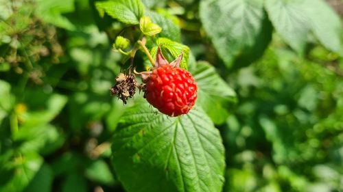 Close-up of strawberry on plant