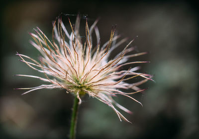 Close-up of wilted plant