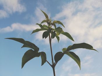 Low angle view of plant against sky