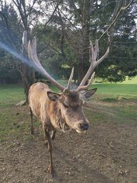 Deer in a field