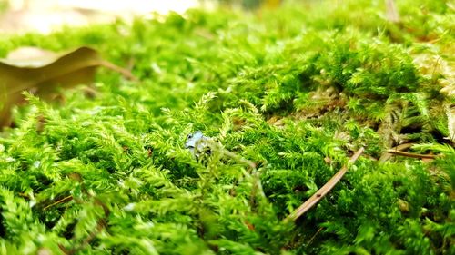 Close-up of plants growing on field