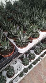 High angle view of succulent plants