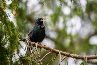 Low angle view of bird perching on branch