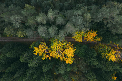 High angle view of yellow flowering plants