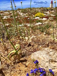 Plants growing on field