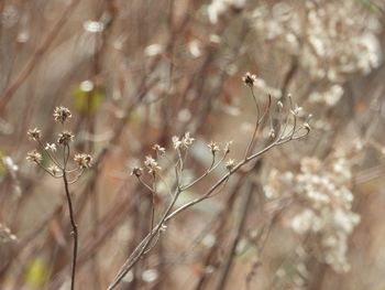 Close-up of wilted plant on field