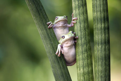 Close-up of hand holding lizard on tree