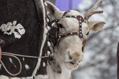 Close-up of a horse