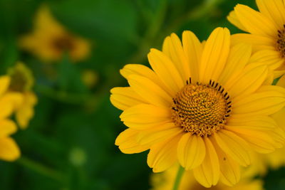 Close-up of yellow flower blooming outdoors