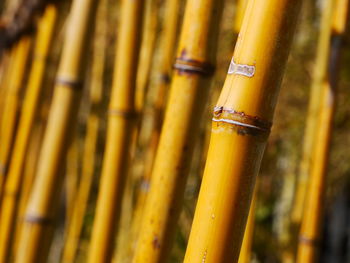 Close-up of bamboos