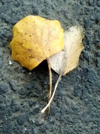 Close-up of leaves on ground