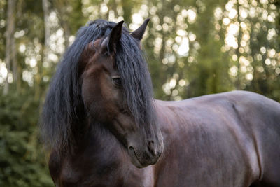 Close-up of horse