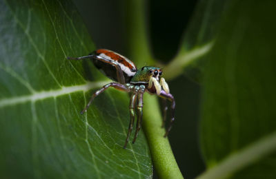 Close-up of spider