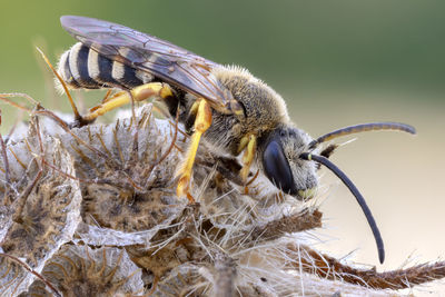 Close-up of bee pollinating on flower