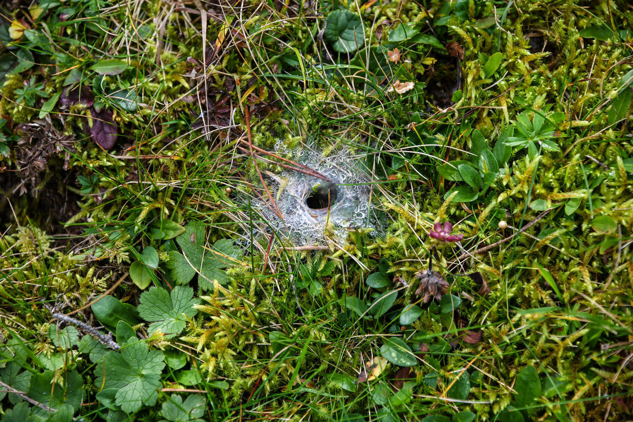 HIGH ANGLE VIEW OF A TURTLE ON FIELD