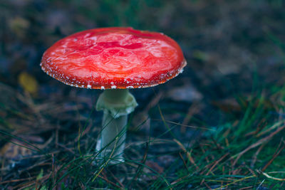 fungus