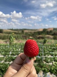 Midsection of man holding strawberry