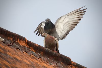 bird