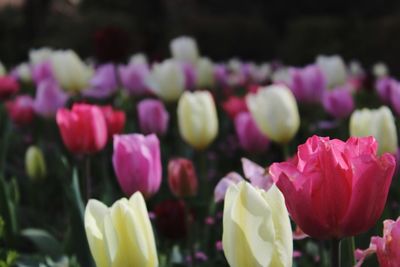 Close-up of pink tulips