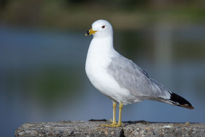 Close-up of seagull perching on rock