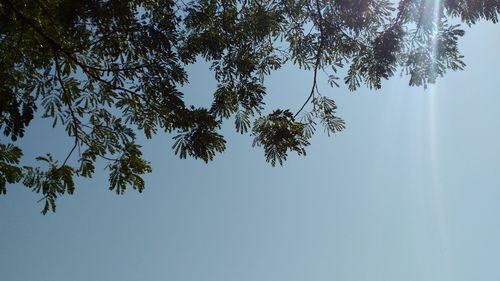 Low angle view of trees against clear blue sky