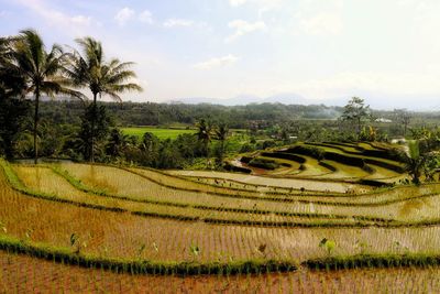 Scenic view of agricultural field against sky