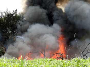 Florida brush fire