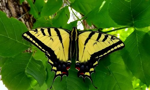 Close-up of butterfly on plant