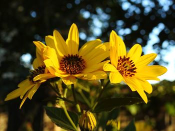 Close-up of yellow flower