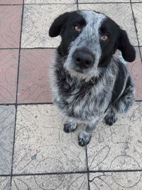 High angle portrait of dog sitting on footpath