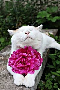 Close-up of cat on pink flower
